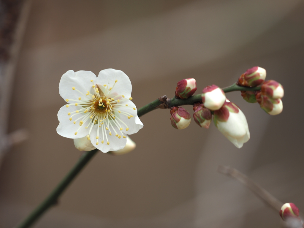 梅の花その２