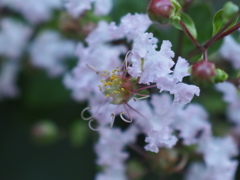 近所の花その１