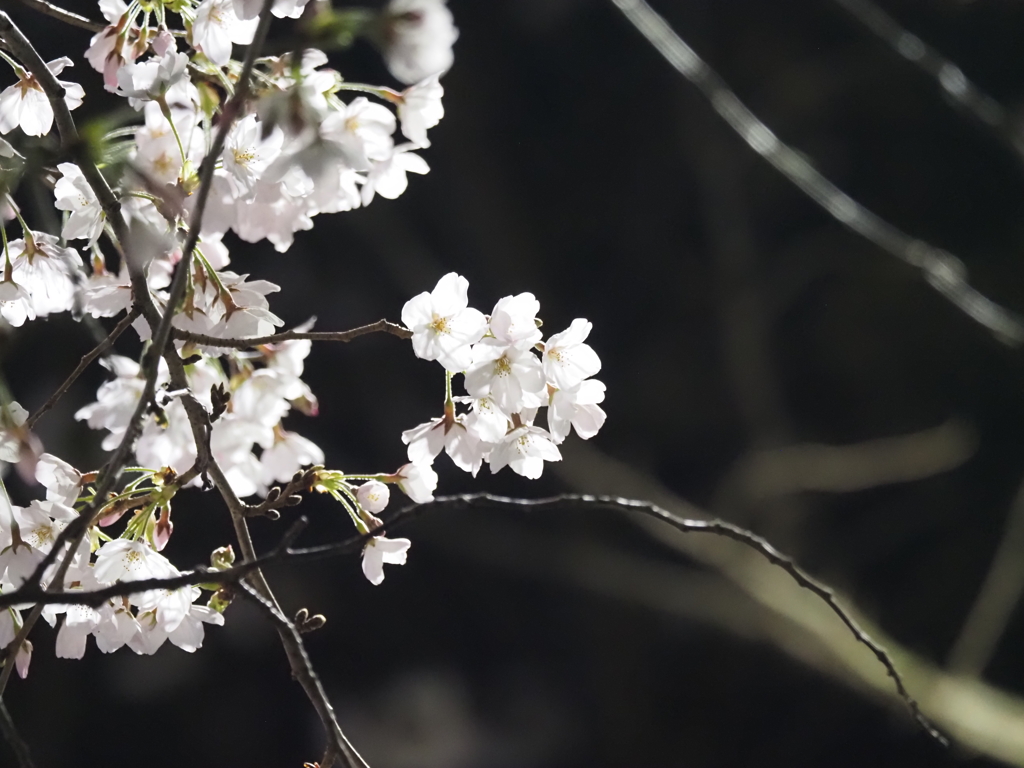 夜桜その６