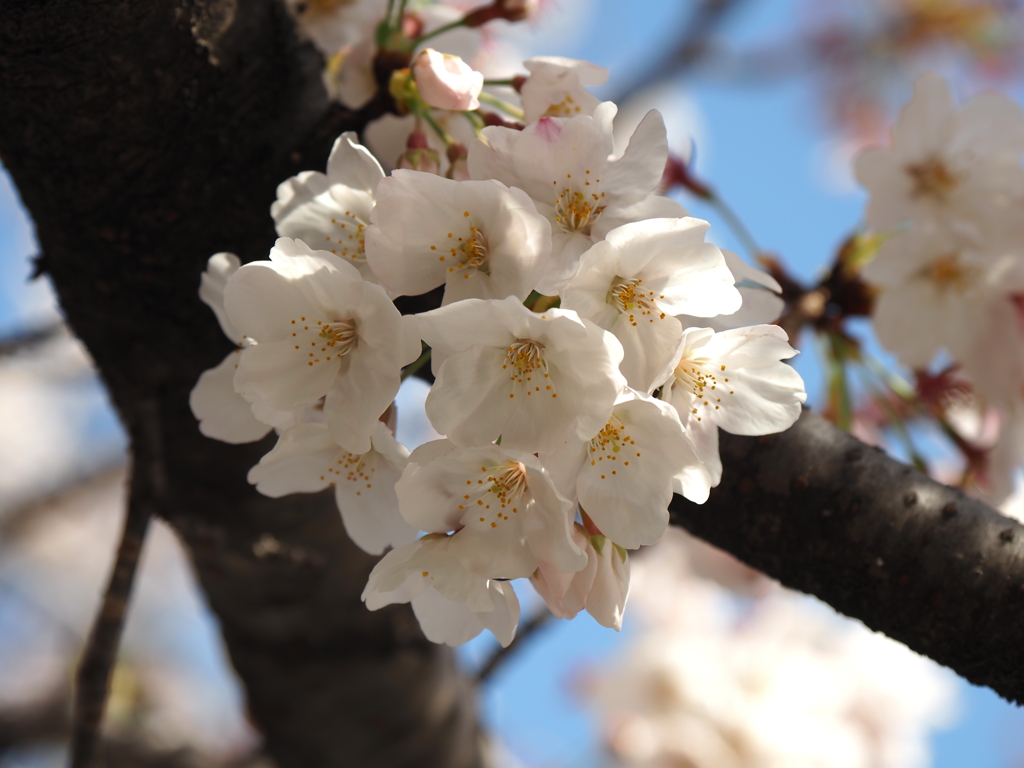 仙台堀川の桜その５