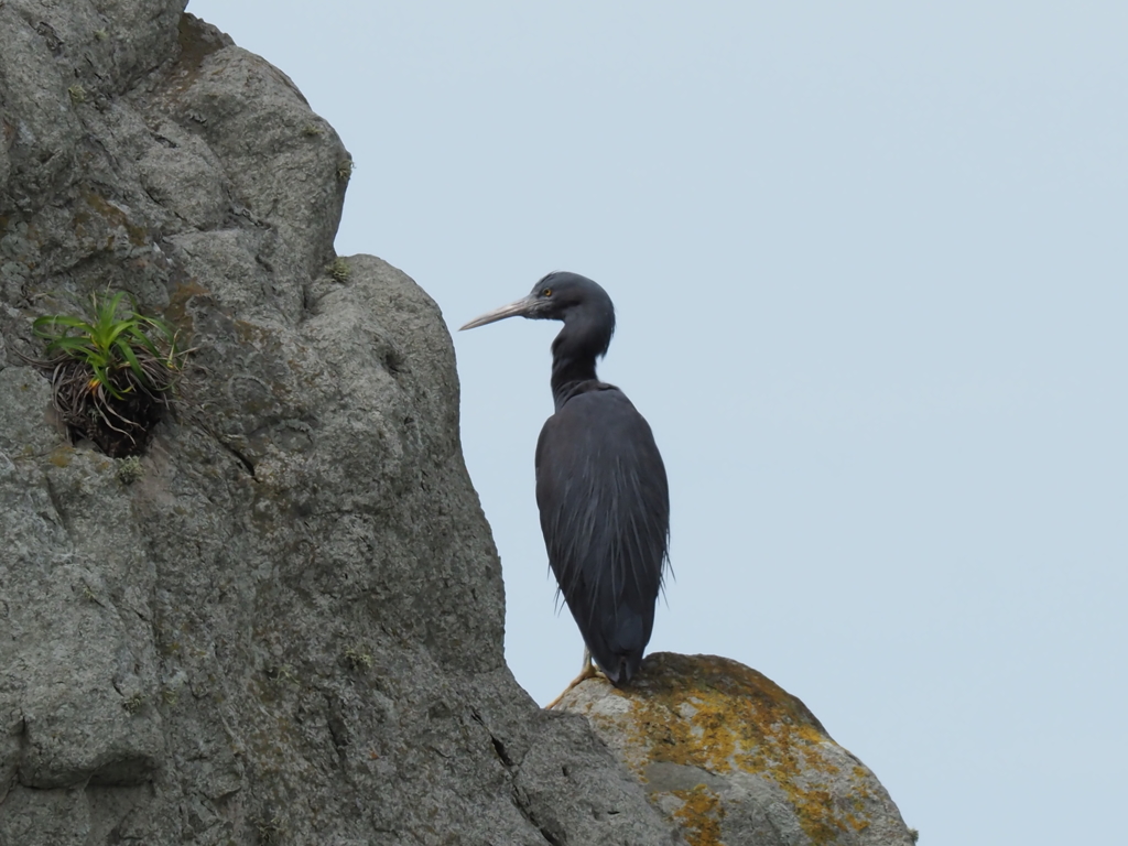岩の上で休む海鳥