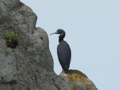 岩の上で休む海鳥