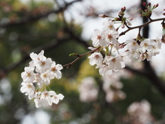 公園の桜その７