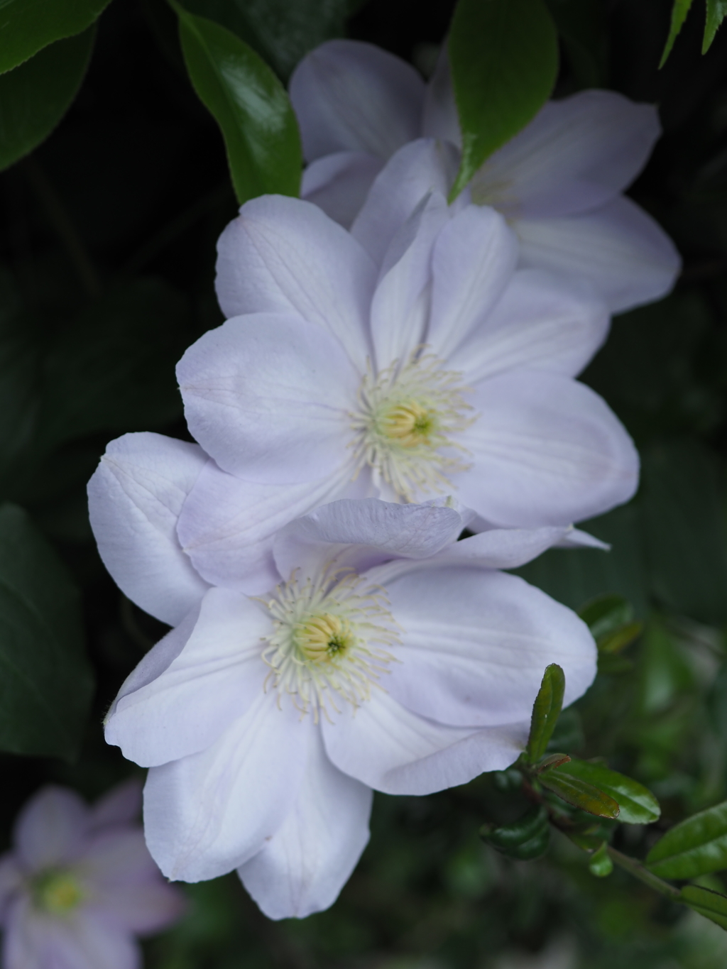 ハクモクレンかね？