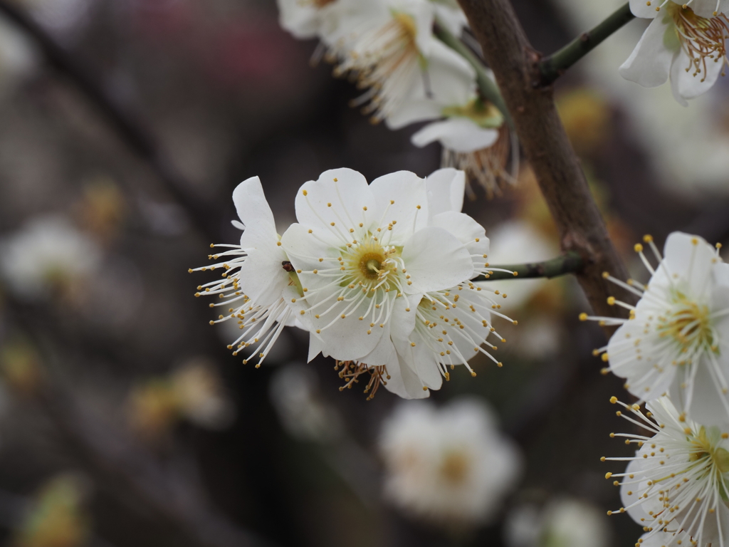 池上梅園の梅その２