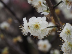 池上梅園の梅その２