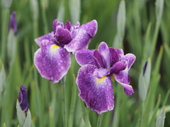 堀切菖蒲園その１６