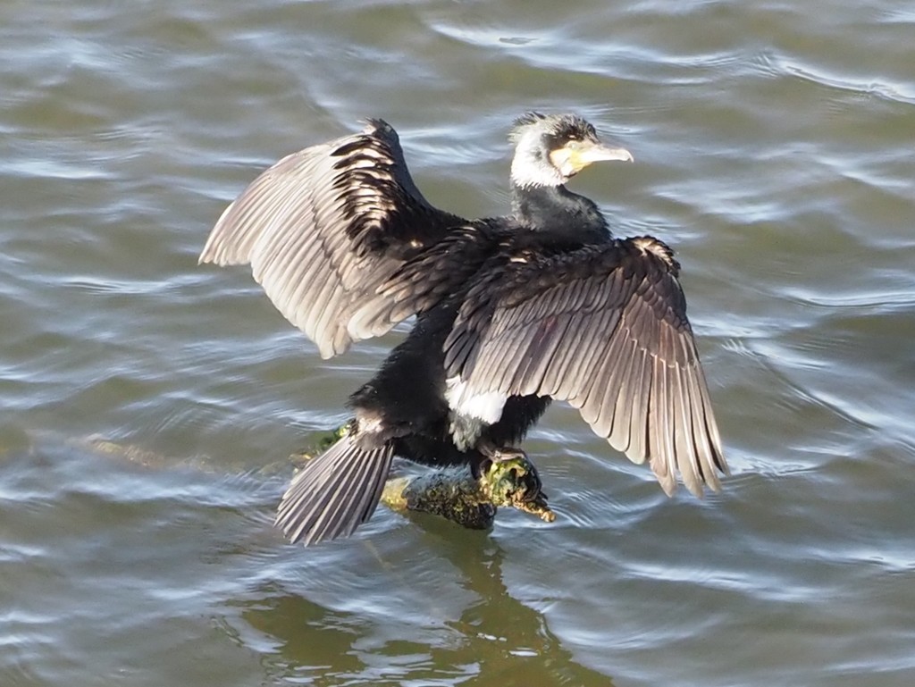 バランスが良い？？