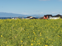 ソレイユの丘その４