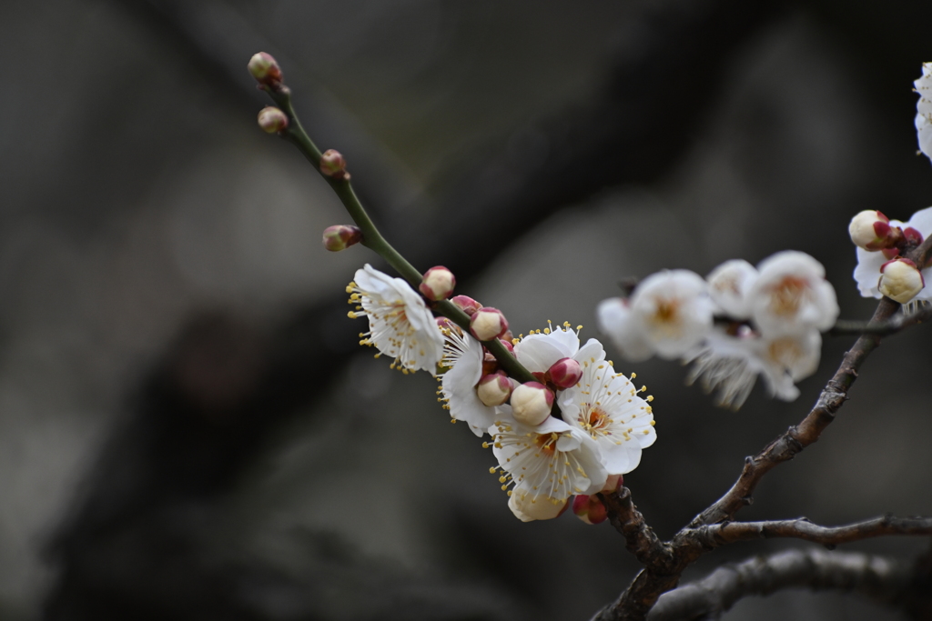 公園の梅試し撮りその２