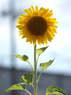 ひまわりその１０