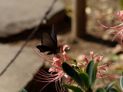西方寺の彼岸花その１４