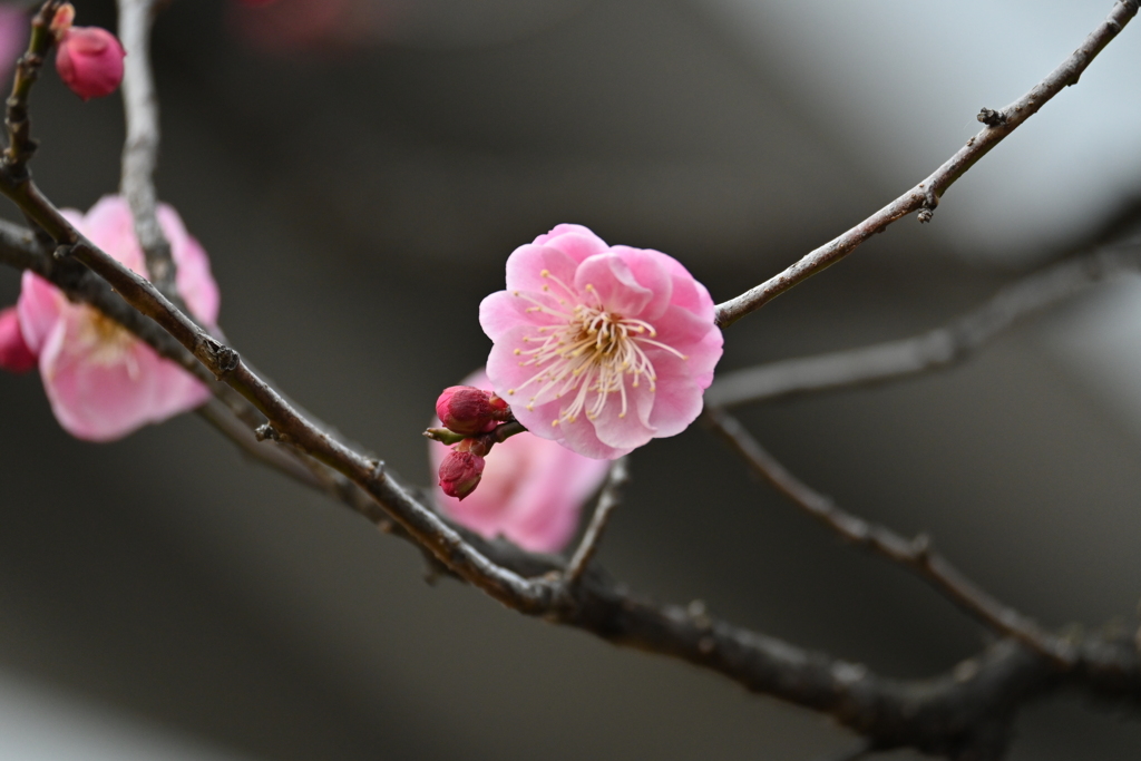 公園の梅試し撮りその５