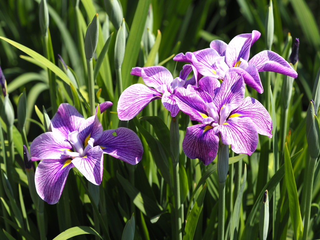 2020.5.29堀切菖蒲園その1