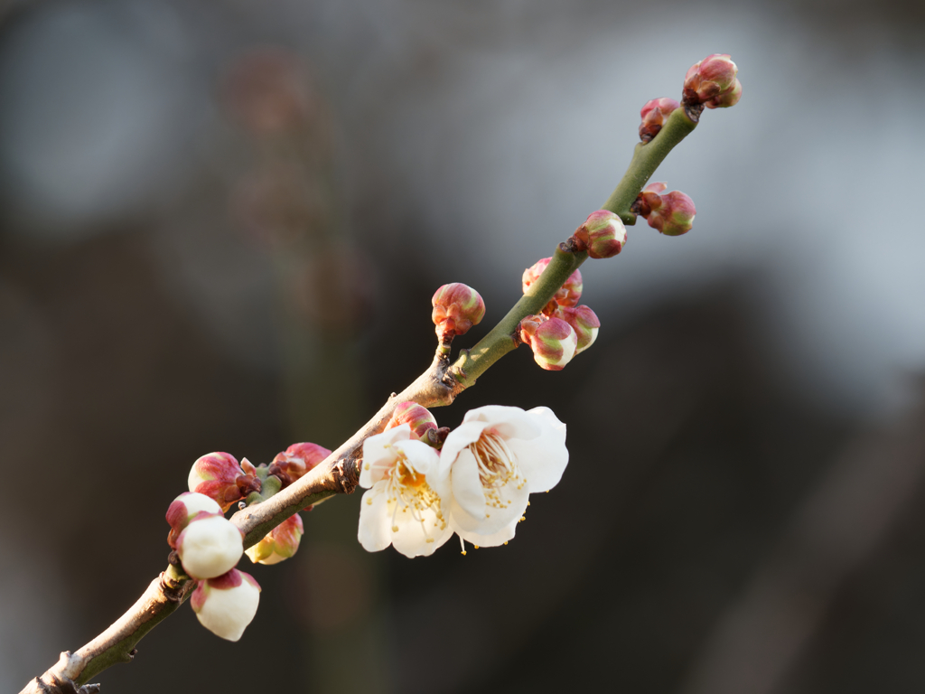 梅の花その２