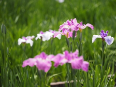 堀切菖蒲園２０２０その９