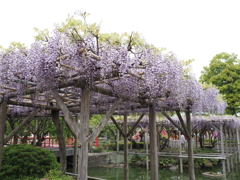 亀戸天神藤棚その３