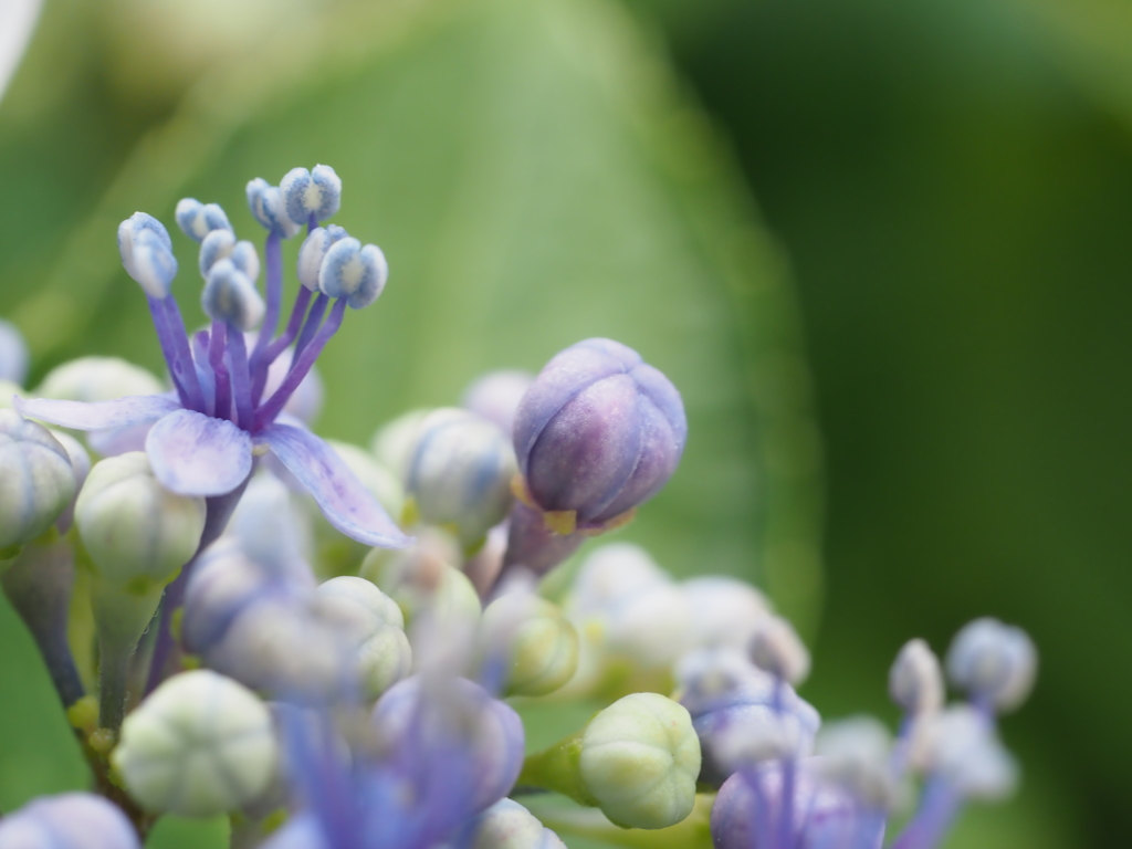 ガクアジサイその２