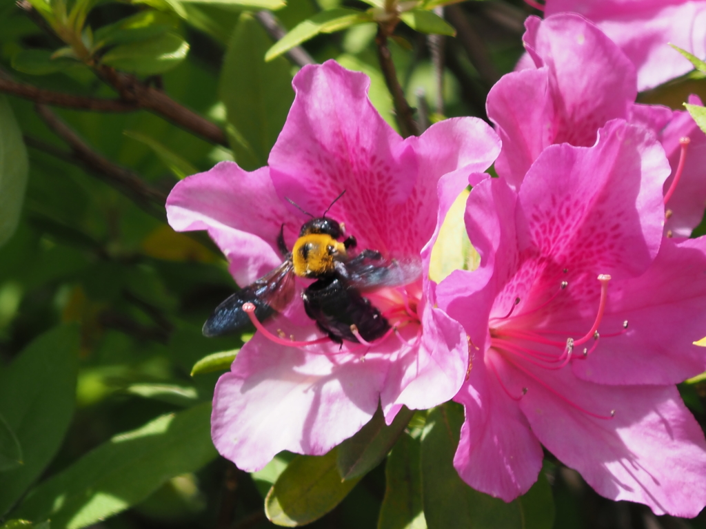 超望遠付けてる時に限って（キムネクマバチ）