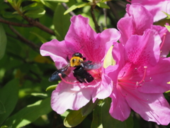 超望遠付けてる時に限って（キムネクマバチ）
