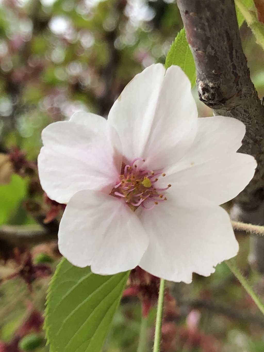 近所のソメイヨシノ2