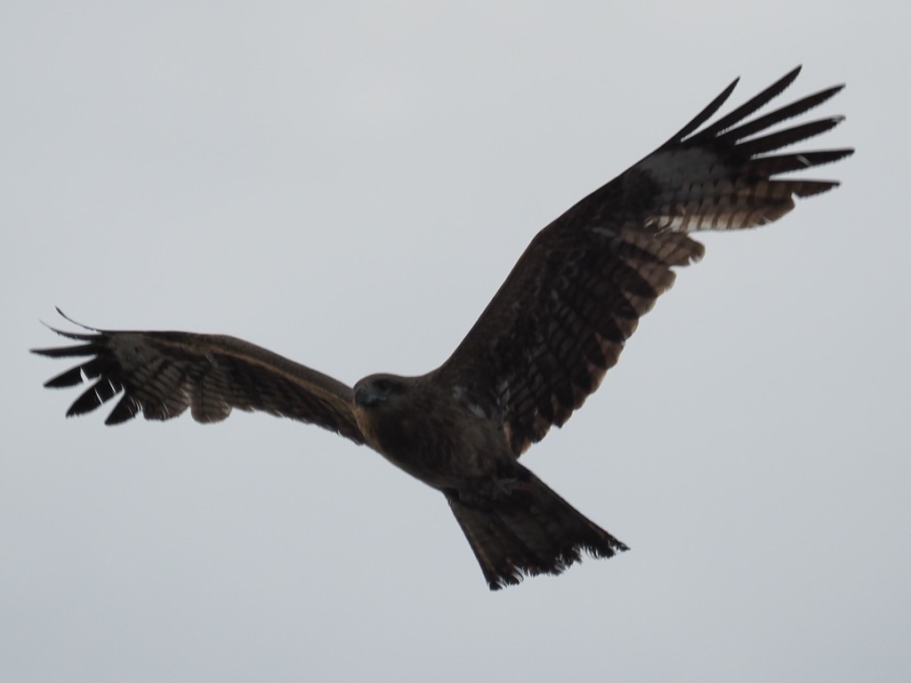 飛び立つトンビ