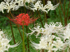 西方寺の彼岸花その１８