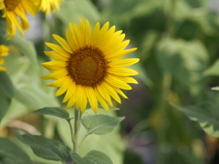 ひまわりその１５