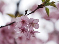 三浦海岸桜祭りその３