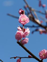 亀戸天神の梅の花その６