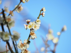 梅の花その５