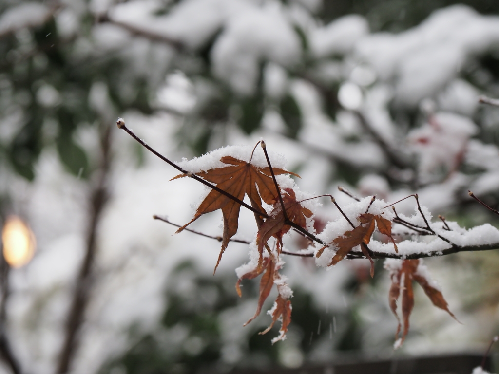 雪の東京その３