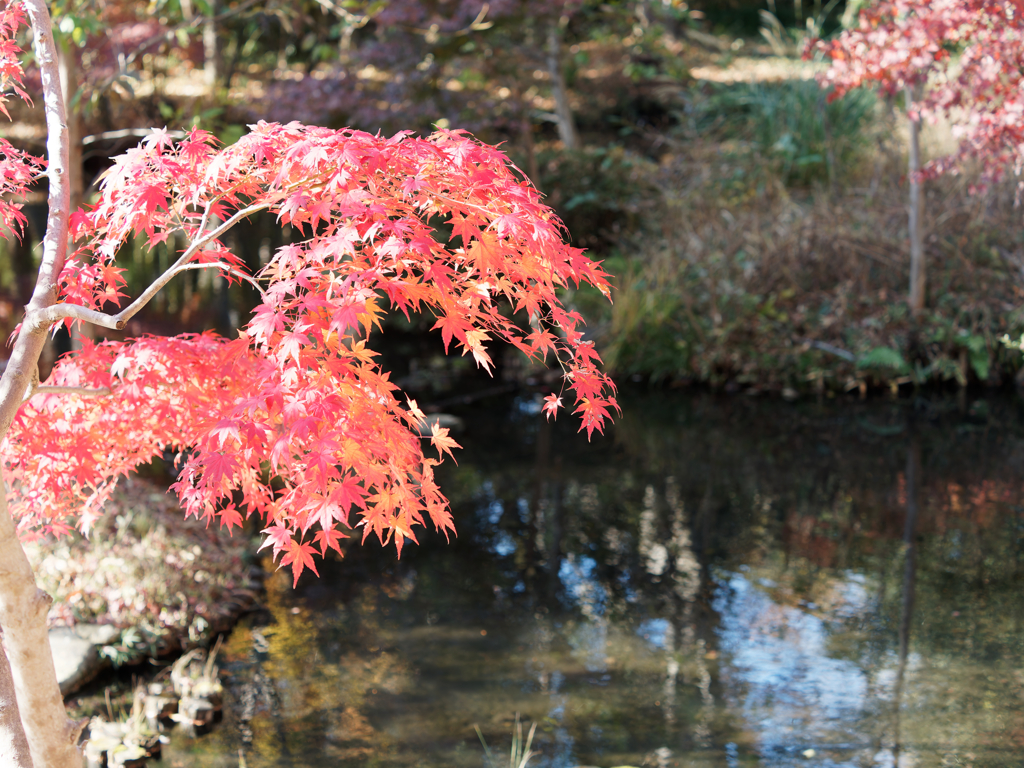 紅葉その１０