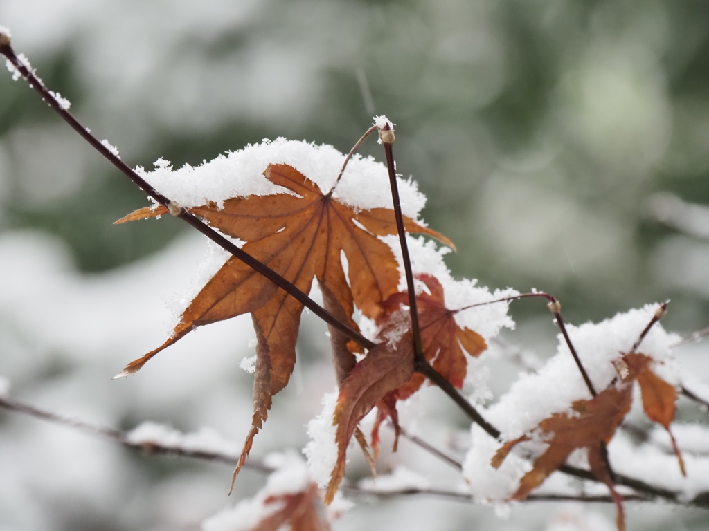 雪の東京その４