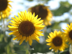 ひまわりその１７
