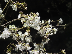 夜桜その５