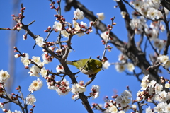Z50試し撮りその３