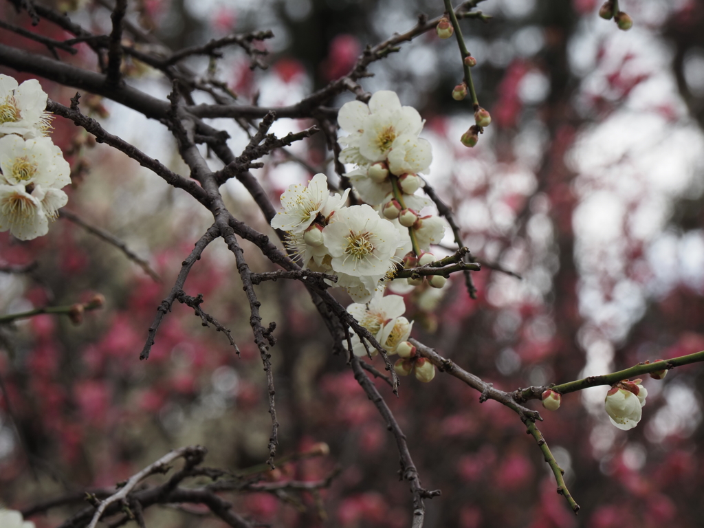 池上梅園の梅その７