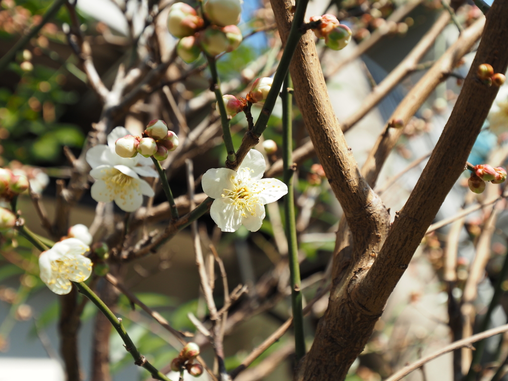 近所の梅その２