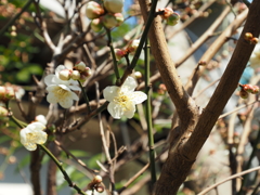 近所の梅その２