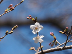 桜その４