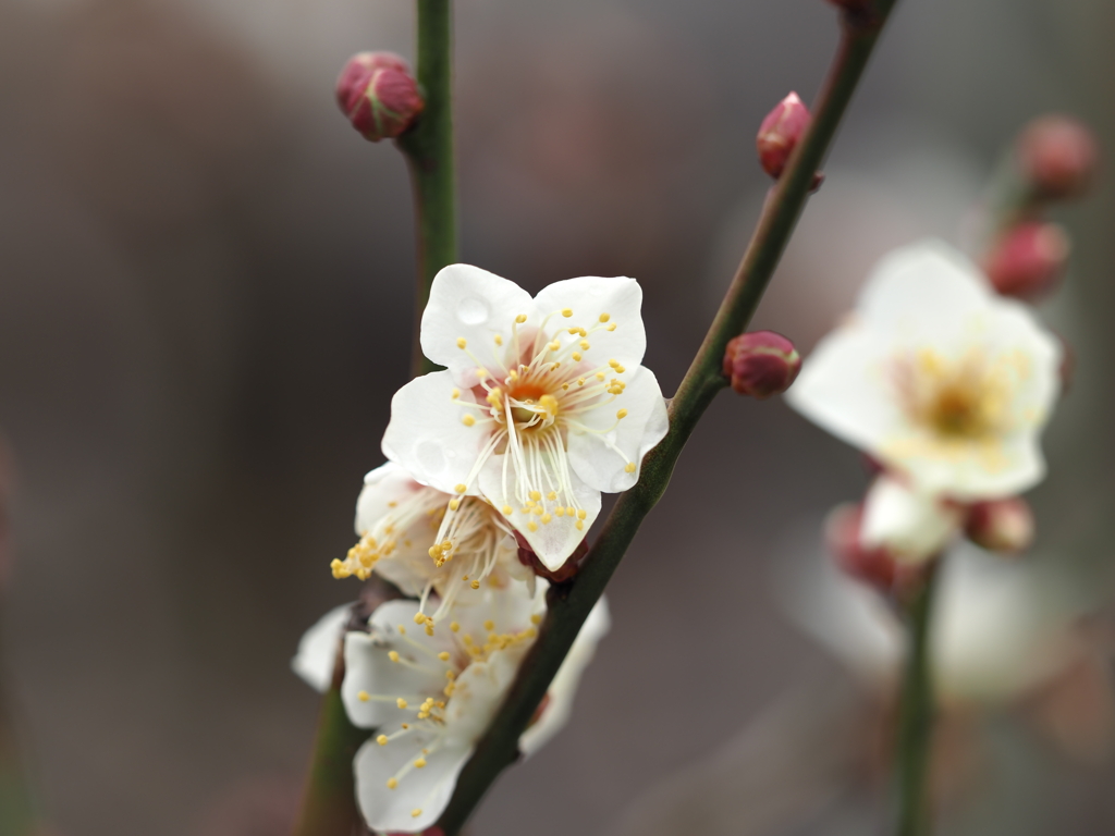 咲き始めた梅の花
