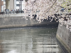 京急蒲田駅周辺の桜その４