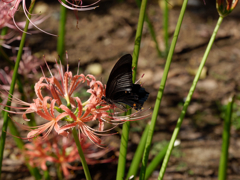 西方寺の彼岸花その１６