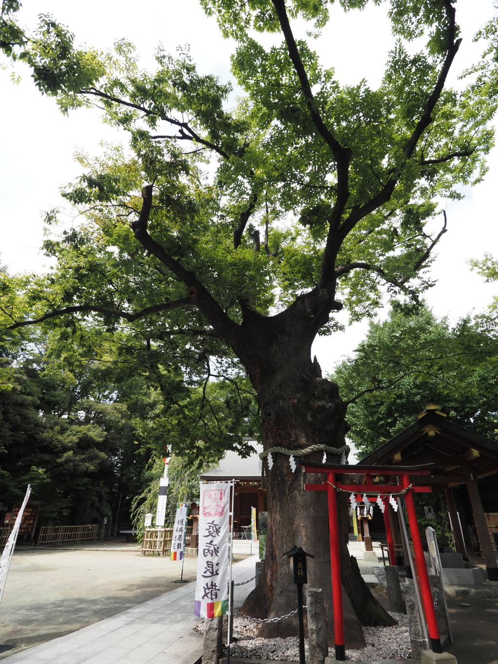 新田神社御神木その４
