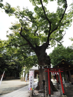 新田神社御神木その４