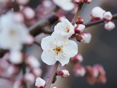 梅の花その１０