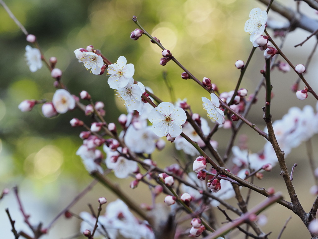 梅の花その８