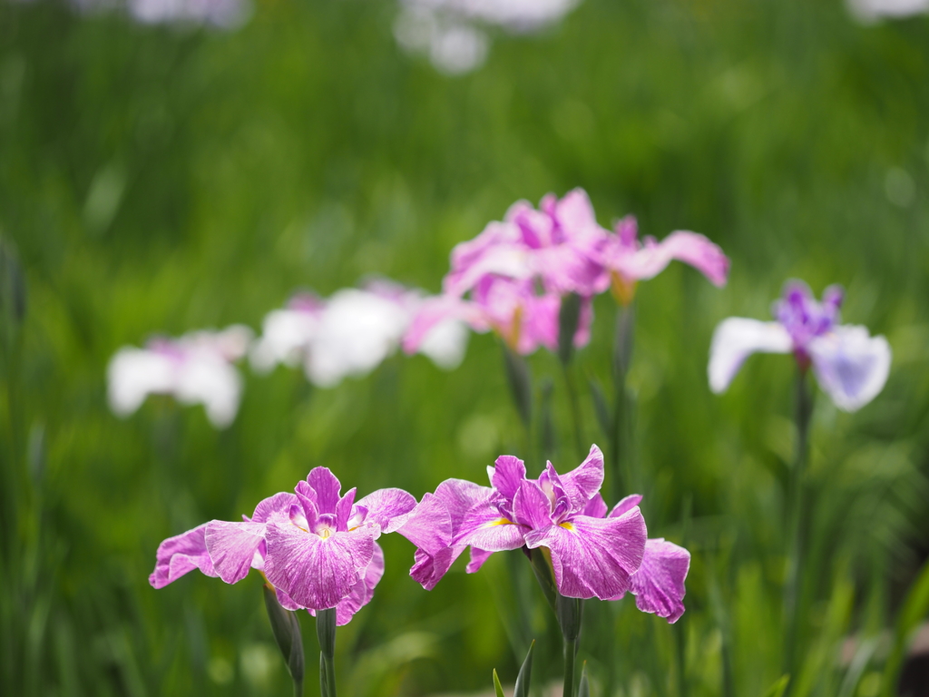 堀切菖蒲園２０２０その１０