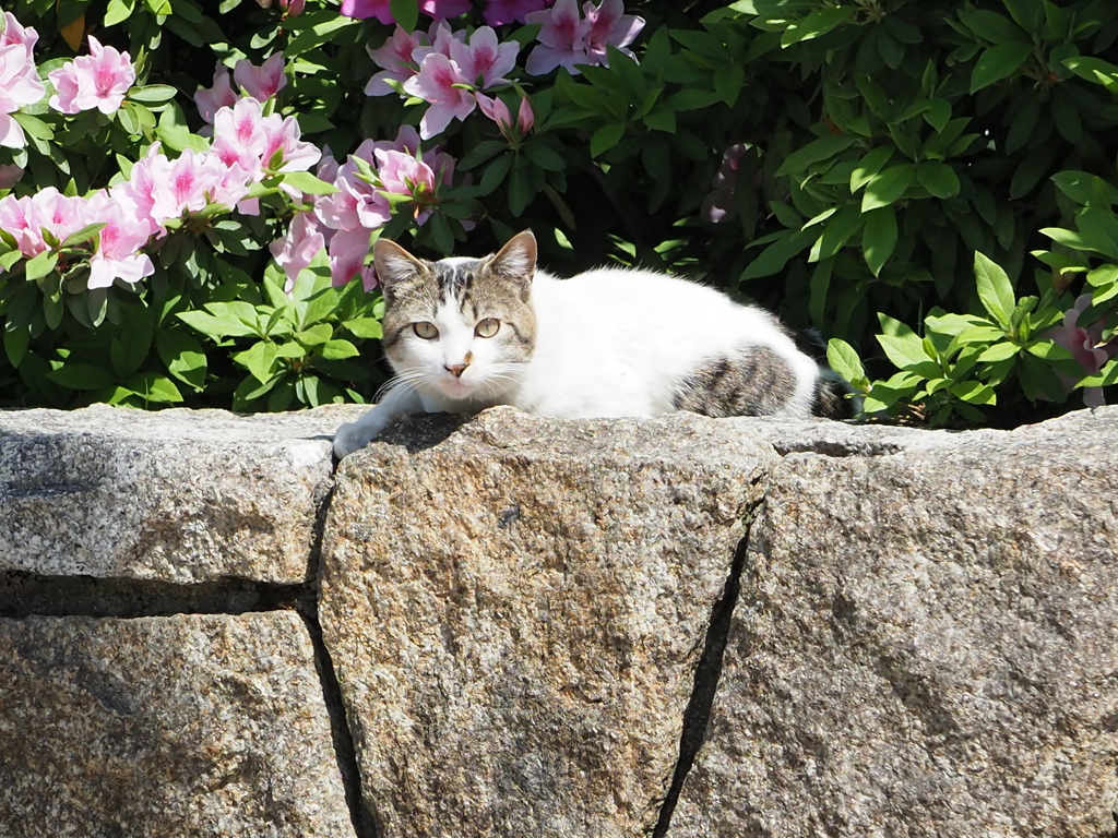 顔見知りの野良